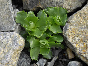 Primula minima